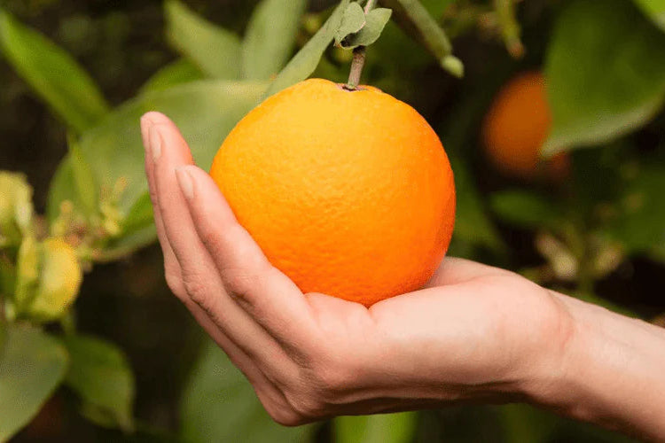 Vitamina c 1000 mg no acida neutra
